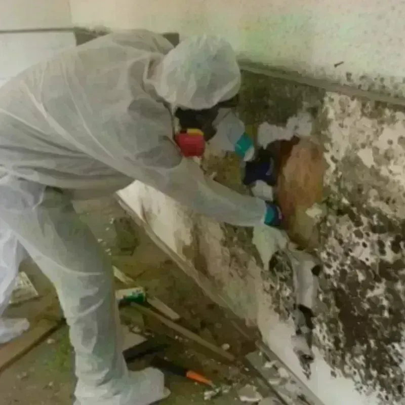 Mold Remediation and Removal in Rib Mountain, WI